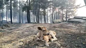 Yangın yaban hayatını küle çevirdi