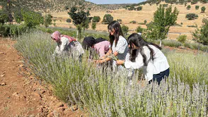 Midyatlı kadınların dokunuşuyla 40 yıllık tarla mor renge büründü