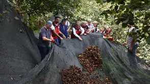 Ordu'da fındık hasadında devrim: Maliyetleri yüzde 80 aşağı çeken yöntem