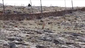 Divriği'de sıra dışı misafirler: Cam seyir terasının doğal sakinleri görüntülendi