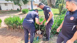 Kuyudan gelen çaresiz miyavlamalar site sakinlerini harekete geçirdi