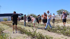 Kapadokya'nın peribacaları arasında alışılmadık bir hasat telaşı: Turistler tarlaya indi