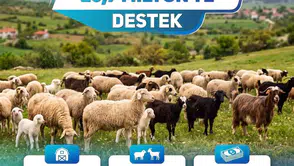 Denizli'de hayvancılığa dev destek: Bin 100 işletmenin yüzü güldü