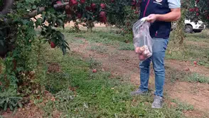 Sofralara gelen elmanın yolculuğu Çivril'de mercek altında