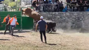 Ardanuç'ta nefes kesen anlar: 600 kiloluk boğa engel tanımadı