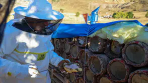 Tunceli'nin yüksek rakımlı yaylalarında hasat vakti: Doğal balda rekor beklentisi