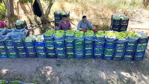 86 yaşında tarlanın hakimi: Sabah kuşun sesiyle uyanıp günde 6 ton biber üretiyor