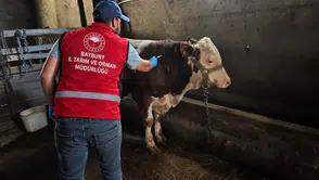 Bayburtlu üreticilerin hayvanları için kış hazırlığı başladı