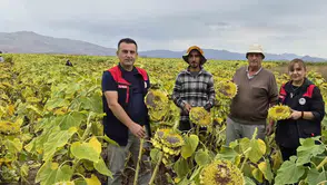 Aydıntepe ovasında altın sarısı mesai: Ayçiçeği tarlalarında hasat heyecanı