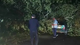 Bartın’da fırtına düğünü vurdu Ağaçlar araçların üzerine devrildi
