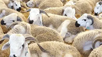 Nevşehir’de üreticinin yüzü güldü