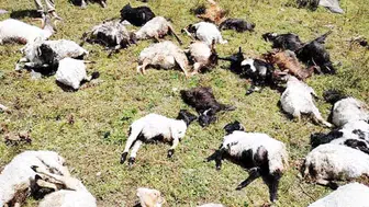 Besici Hüseyin Kuşdemir’in büyük acısı: 76 hayvanını kaybetti