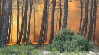 Alevler evlere ulaştı! Muğla'daki yangın komşu ile sıçradı