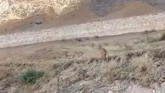 Tarihi Palu Kalesi'nin gizemli ziyaretçileri objektiflere yansıdı