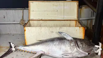 Saros Körfezi'nde dev sürpriz: Oltaya takılan 175 kiloluk dev balıkçıları şaşırttı