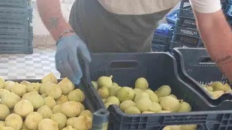Mut'ta incir bereketi: Fiyatlar üreticinin yüzünü güldürdü