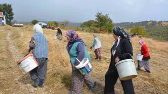 Manisa'nın dağlarından gelen şifa: Kadınların ellerinde ekonomiye dönüşüyor