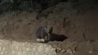 Ovacık'ın dört yıllık misafiri yine sahnede: Mahallenin tanıdık siması oldu
