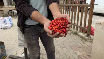 Tokat'ta kış hazırlığı yapanlara müjde: Kuşburnu fiyatları çakıldı