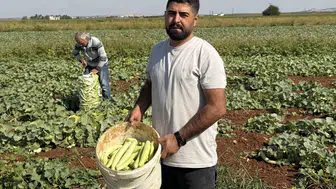 Gaziantep'in bereketli topraklarında kış hazırlığı: Acur tarlalarında mesai sabahın ilk ışıklarıyla başlıyor
