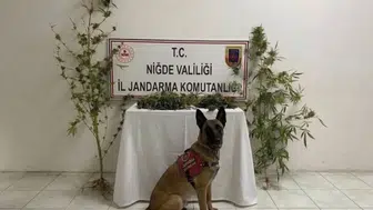 Çiftehan köyünde jandarmadan narkotik baskını: Evinden uyuşturucu tarlası çıktı