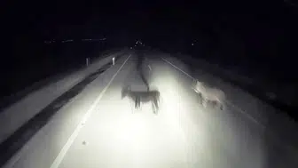 Karanlık yolda dehşet anları: Tırın önüne çıkan eşekler kazaya davetiye çıkardı