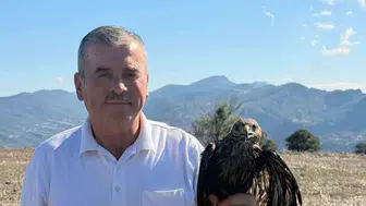 Yola dökülen zift ölüm tuzağı oldu: Muhtarın dikkati şahini hayata döndürdü