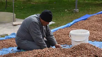 Sakarya'da fındık hasadında çelişkili tablo: Randıman yüz güldürdü, delik oranı düşündürdü