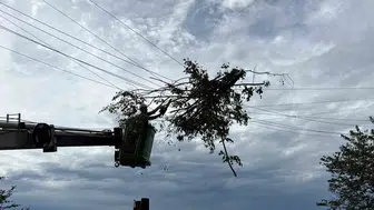 Hopa'da fırtınanın devirdiği ağaç enerji hatlarını felç etti
