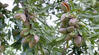 Kirazın tahtı sallanıyor: Akşehirli üretici rotayı bademe çevirdi