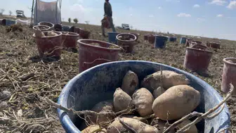 Konya Ovası'nda patates devrimi: Yabancı tohuma veda, yerli üretimle gelen büyük başarı