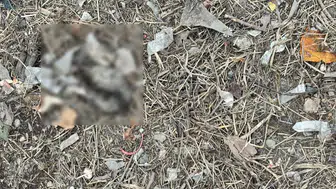 Akyazı'da vahşet: Yavru kediler kesici aletle katledilmiş halde bulundu
