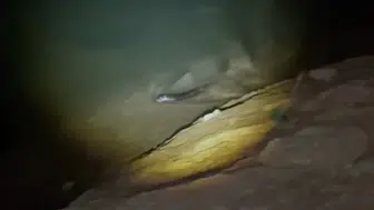 Keban Barajı'nın gece misafiri objektiflere yansıdı