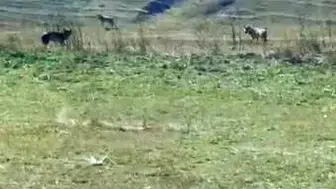 Ardahan'da ürküten manzara: Traktör sesine rağmen ziyafetten vazgeçmediler