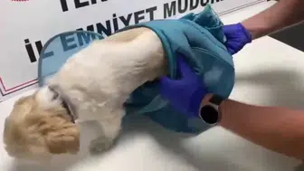 Zehir tacirlerinin pes dedirten maskesi: Evcil hayvan pusetinde uyuşturucu sevkiyatı