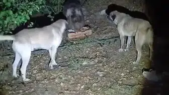 Munzur'un sakin misafiri: Köpeklerin gürültüsüne rağmen istifini bozmadı