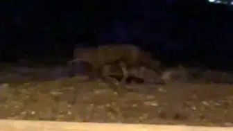 Eskişehir sokaklarında gece yarısı sürprizi: Vatandaşın kamerasına yansıdı