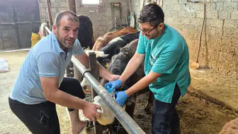 Beyşehir'de hayvancılığı koruma seferberliği: Aşılar tek tek yapılıyor