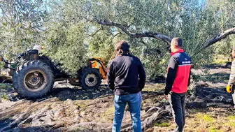 Gömeç'te zeytin dalları berekete eğildi: Müdür Sağıroğlu üreticinin yanında