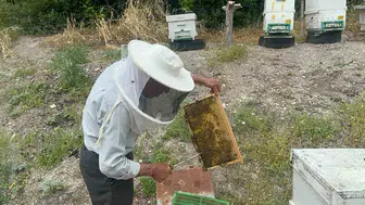 Gardiyanlıktan Avrupa sofralarına: 50 yıllık arıcılık serüveni