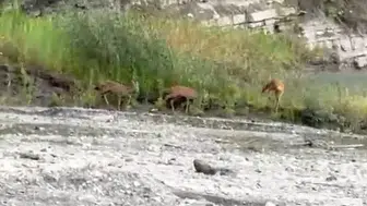 Doğanın sessiz misafirleri objektiflere böyle yansıdı