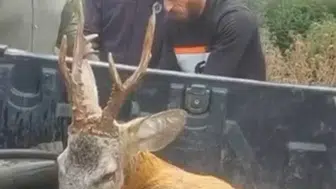 Bolu'da duyarlı sürücüden örnek davranış: Yaralı ceylanı ölüme terk etmedi