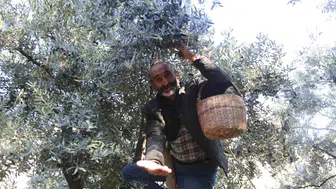 Çoruh Vadisi'nin altın sarısı mucizesi: Butko zeytininde hasat heyecanı