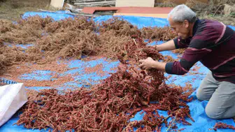 Dağlardaki yabani ağaçları servete dönüştürdü: Kilosu 900 liradan kapışılıyor
