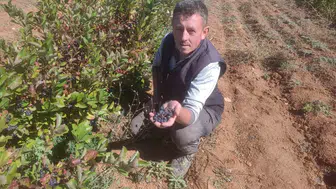 Eskişehir'in kırsalında yükselen şifa: Süper meyve aronya ile tanışın