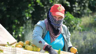Adana'da mandalina üreticisinin kabusu: Savaş yüzünden dalında kaldı