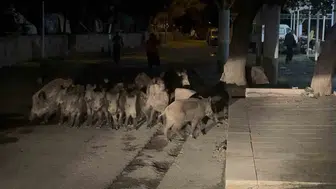 Bodrum'un sakin mahallesinde beklenmedik ziyaretçiler: Pazar yerine kadar girdiler