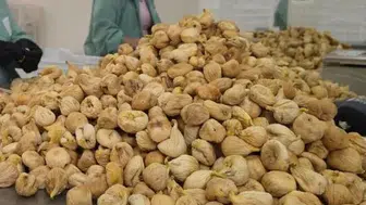 Aydın'da incir üreticisinin gözü kulağı bu rakamlardaydı: Yeni sezon fiyatları belli oldu