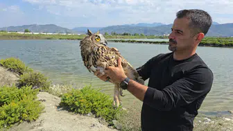 Samandağ'da vicdansız saldırı: Koruma altındaki puhu kuşunu vurdular