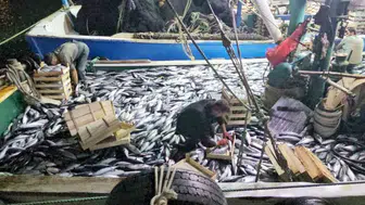 Karadeniz'de ağlar dolup taştı: 3 saatte 15 bin palamutla limana döndüler